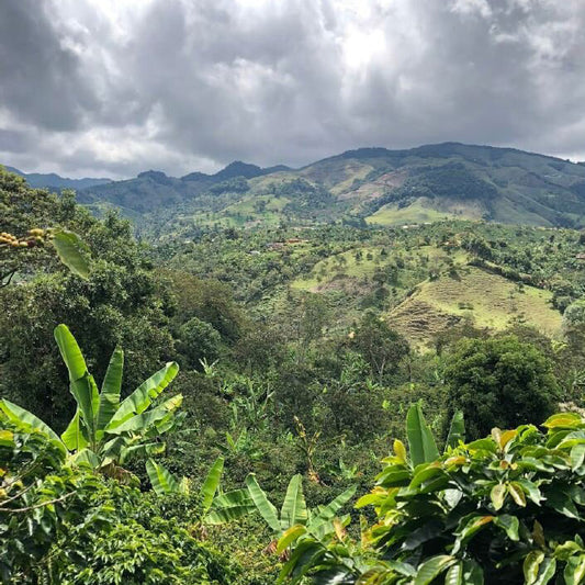 Special Edition Coffees