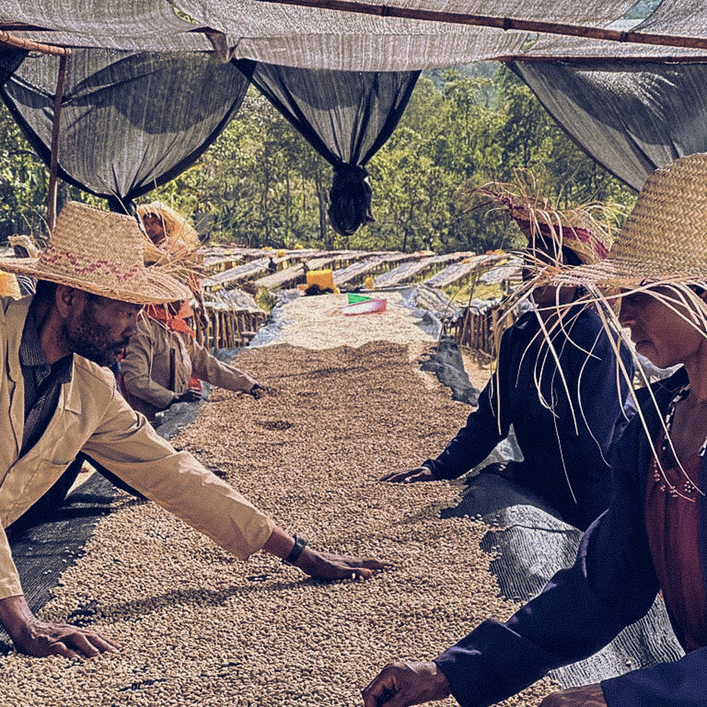 Ethiopia Yirgacheffe Aricha Adorsi