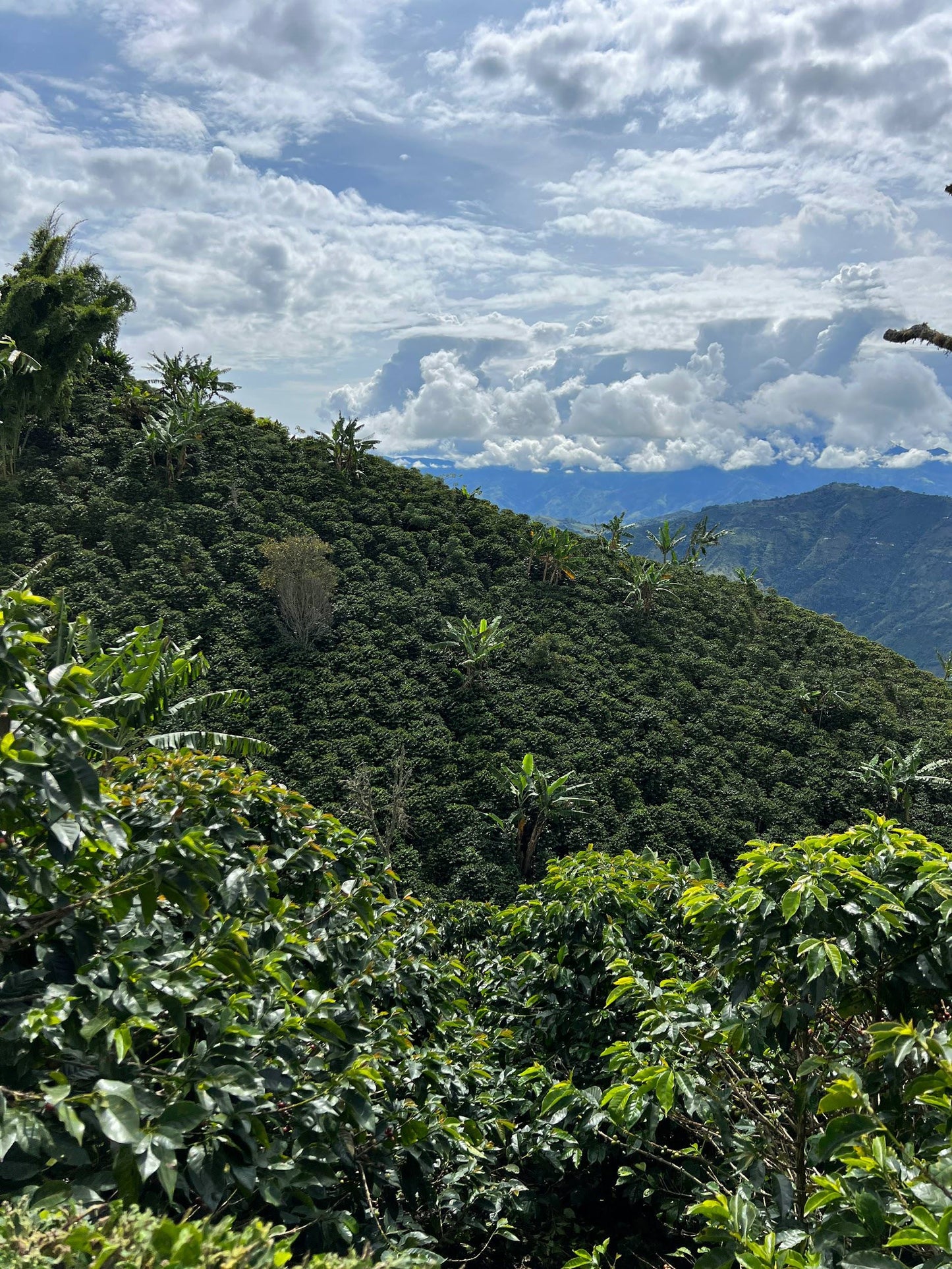 Colombia Huila Santuario Macizo Selection
